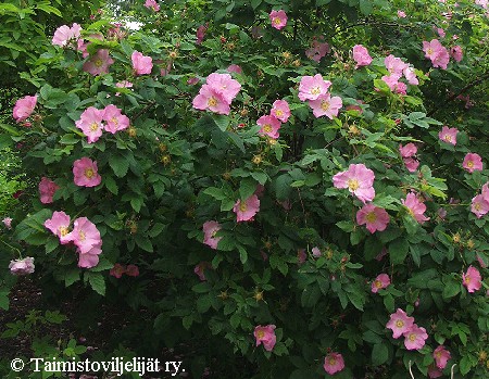 Rosa Gallica-Ryhm� 'Olkkala'